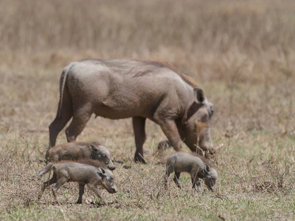 <h3><a href="/trips/tanzania/biota/animalia/chordata/mammalia/artiodactyla/suidae/phacochoerus africanus/phacochoerus africanus-nl.html">Phacochoerus&nbsp;africanus</a> / Common&nbsp;wart‑hog / Knobbelzwijn</h3>OM-1 Mark II met OLYMPUS M.150-400mm F4.5 TC, 1/2000 sec  bij F5.6, ISO 400, afstand 29.9&nbsp;m